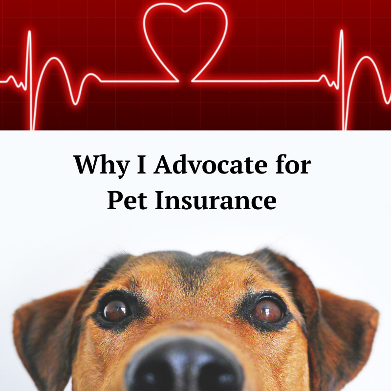 Why I Advocate for Pet Insurance